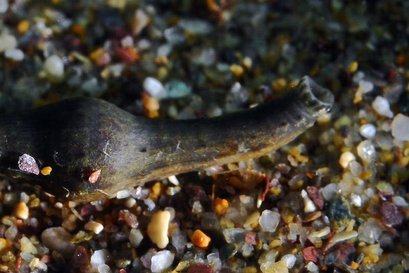 Pontobdella cf. aculeata dall''Isola del Giglio